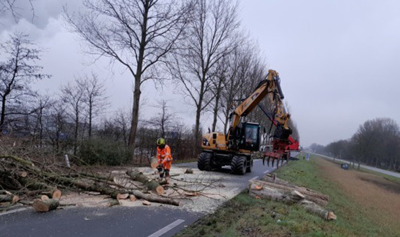 Bomenkap Westdijk (N244) in Zuidschermer nodig voor verkeersveiligheid