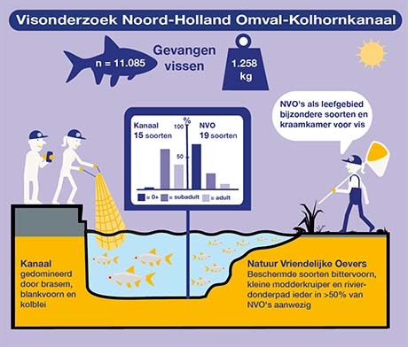 Infographic onderzoeksresultaten natuurvriendelijke oevers Omval-Kolhorn