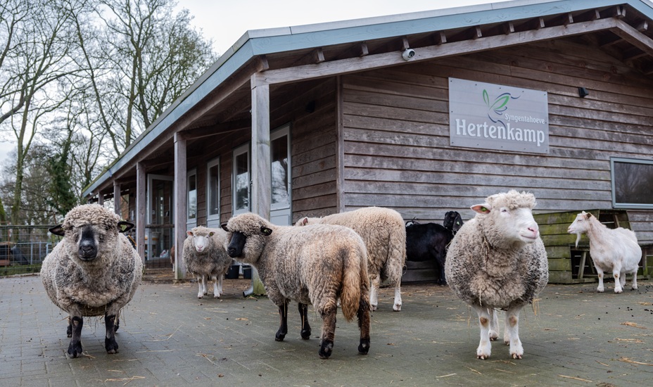 Schapen in Hertenkamp Enkhuizen.