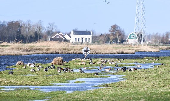 Ganzen in Noord-Holland