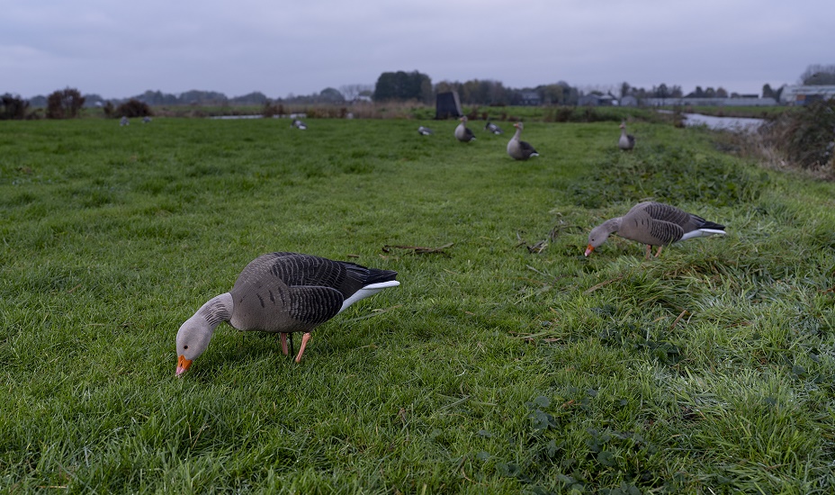 Ganzen grazen in weiland