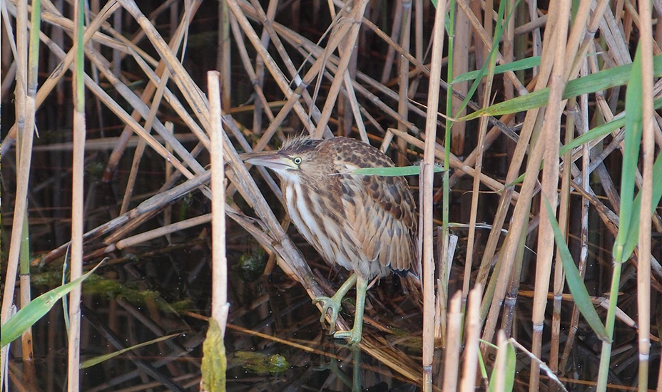Roerdomp tussen het riet
