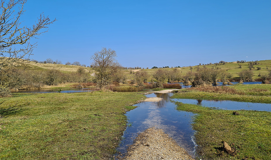 De binnenduinrand met gras op de voorgrond en een watertje dat naar een beek toeloopt en op de achtergrond duinen.