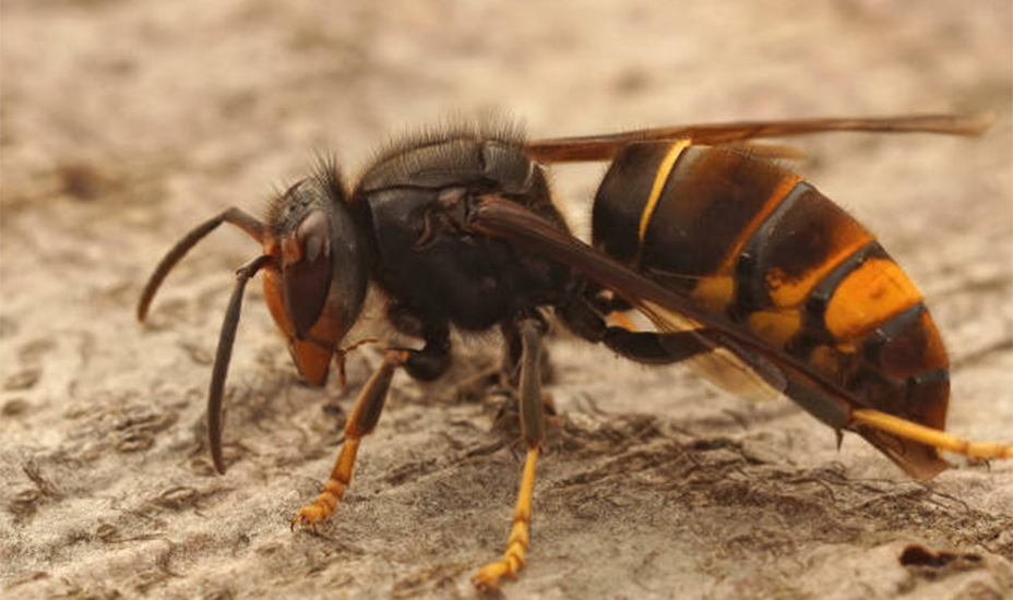 Nieuw beleid voor bestrijding Aziatische Hoornaar in Noord-Holland