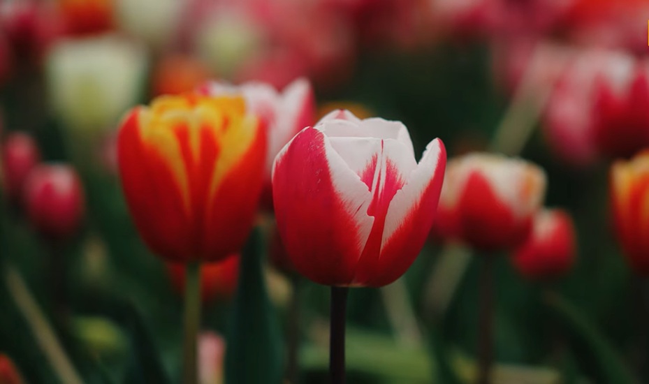 Still uit de video over het Bloemencorso Bollenstreek. Op de afbeelding staan kleurrijke bloemen. 