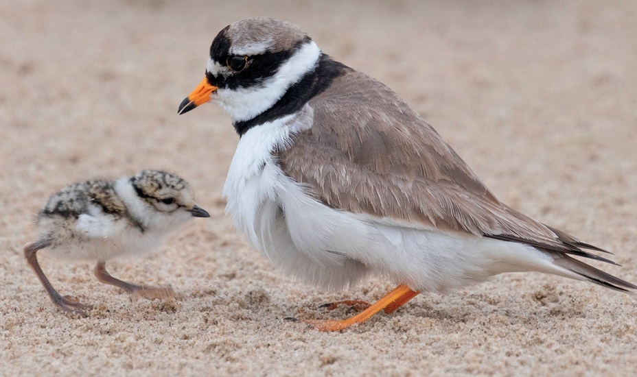 Start broedseizoen: bescherm de jonkies