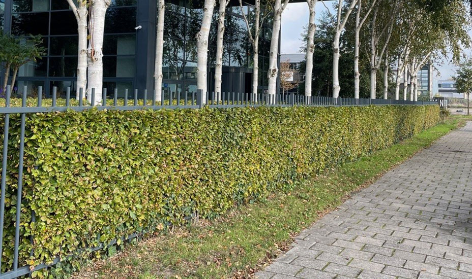 Haag voor een bedrijfshek