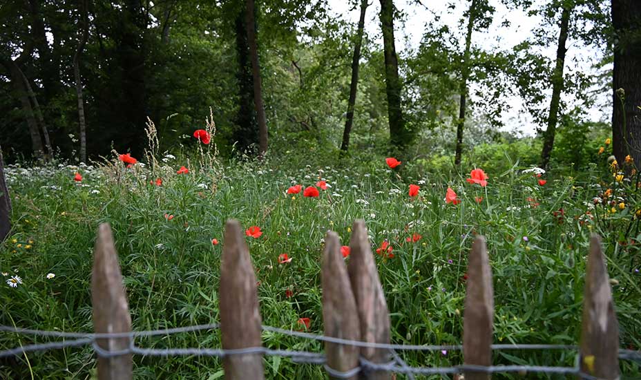 Bloemenveld met klaprozen
