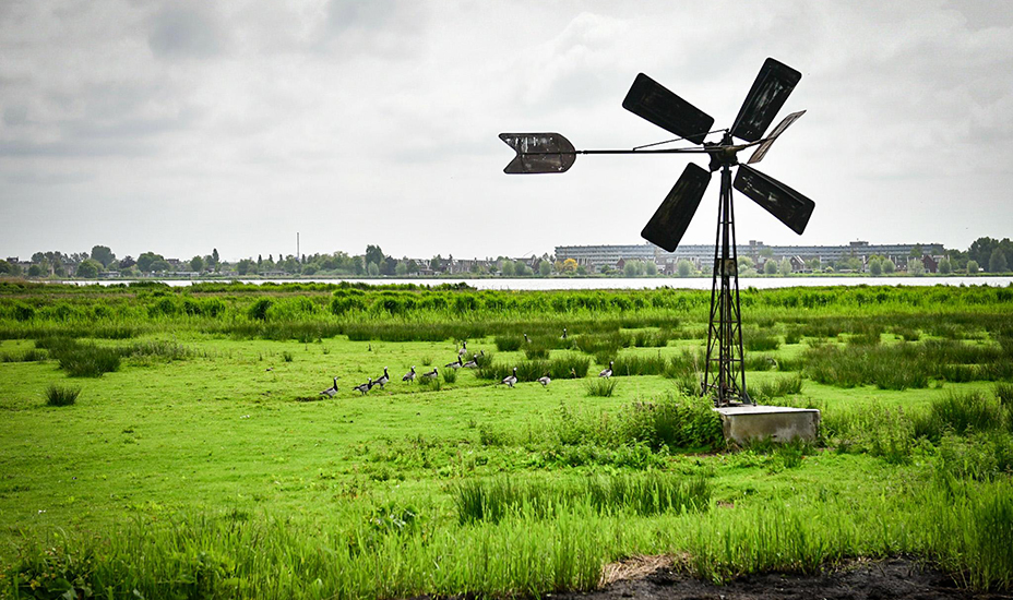 Recreatiegebied met boerenlandvogels