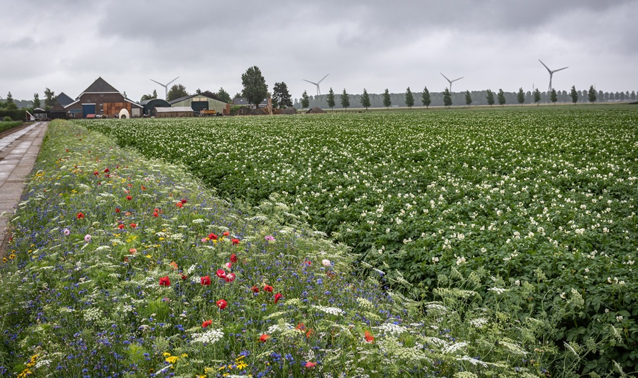 Bloemrijk weiland met boerderij en windmolens op de achtergrond.