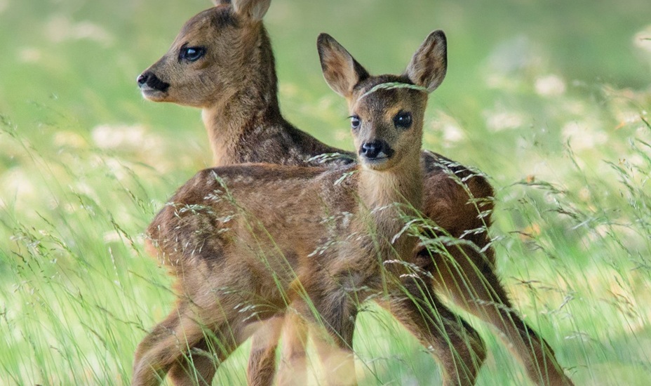 Jonge hertjes in een wei.