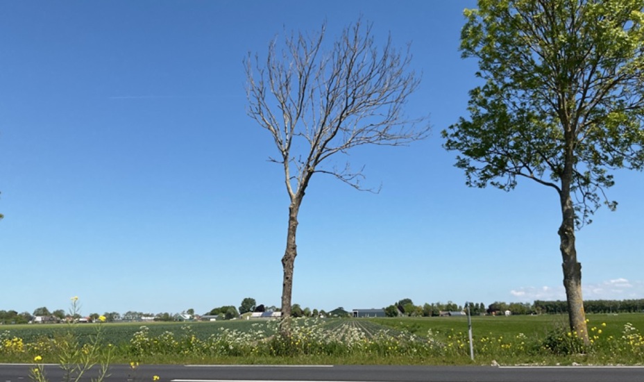 Zieke boom langs de weg.