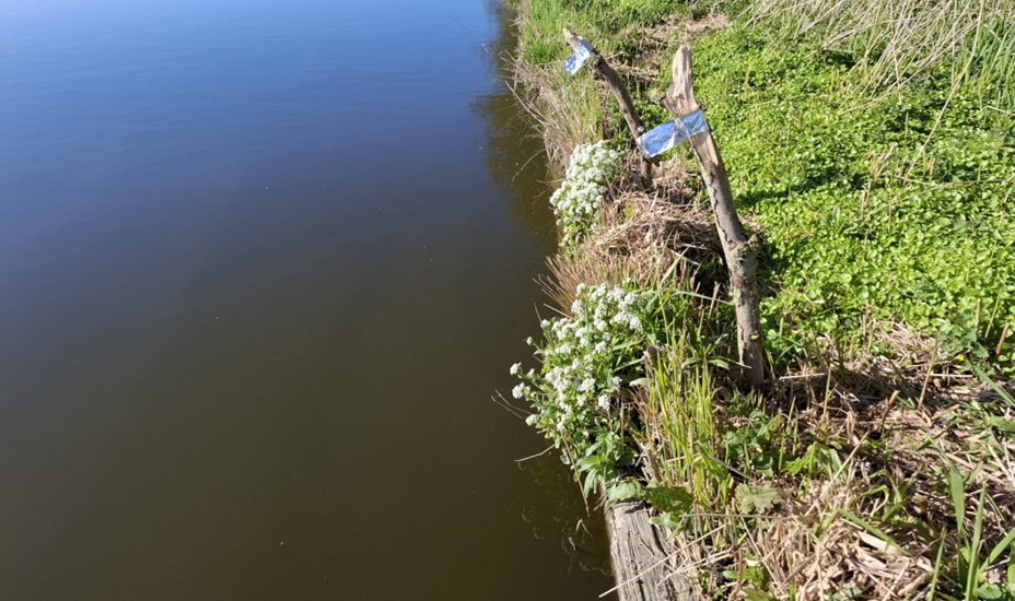 Echt lepelblad langs de oevers van de Westfriesche Vaart.
