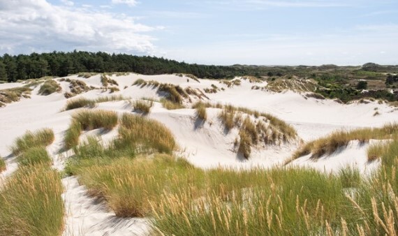 Natura 2000-beheerplan Schoorlse duinen geëvalueerd: inzet voor natuur blijft belangrijk